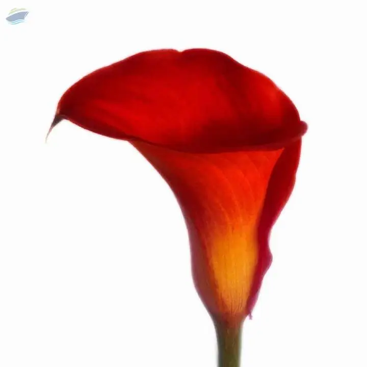 Carnelian Flower