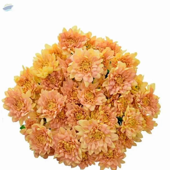Champage Flower