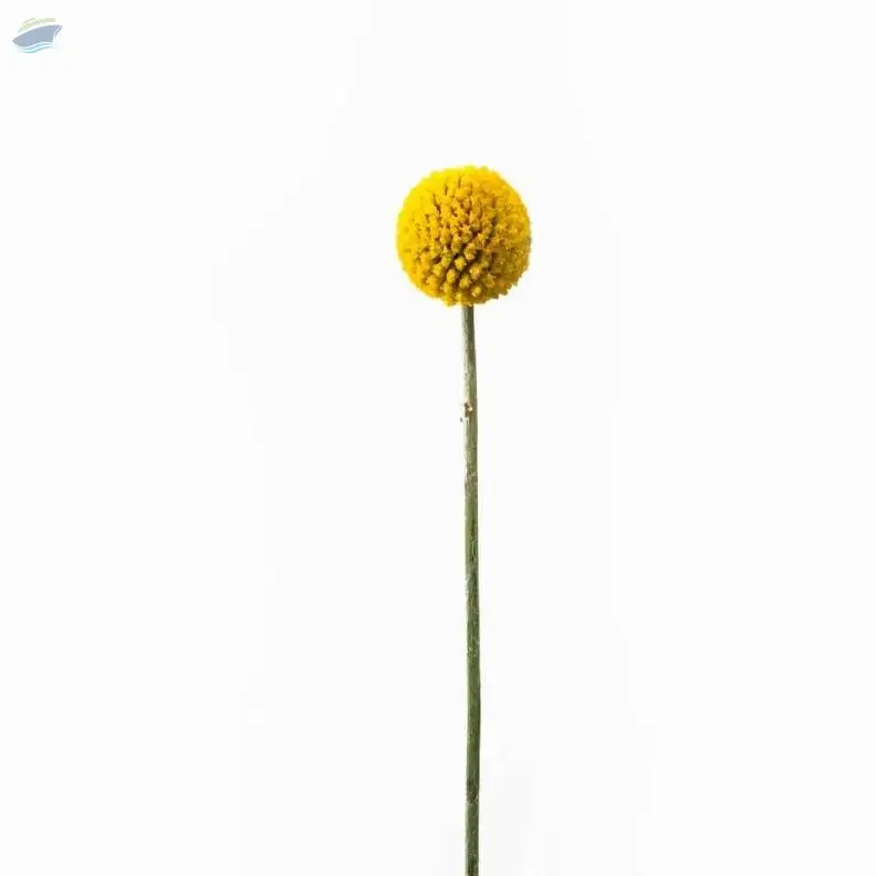 Craspedia Flower