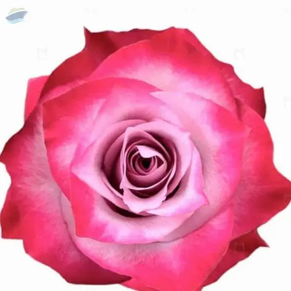 Deep Purple Flower