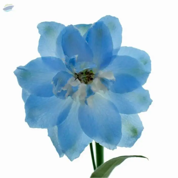 Dewi Boy Flower