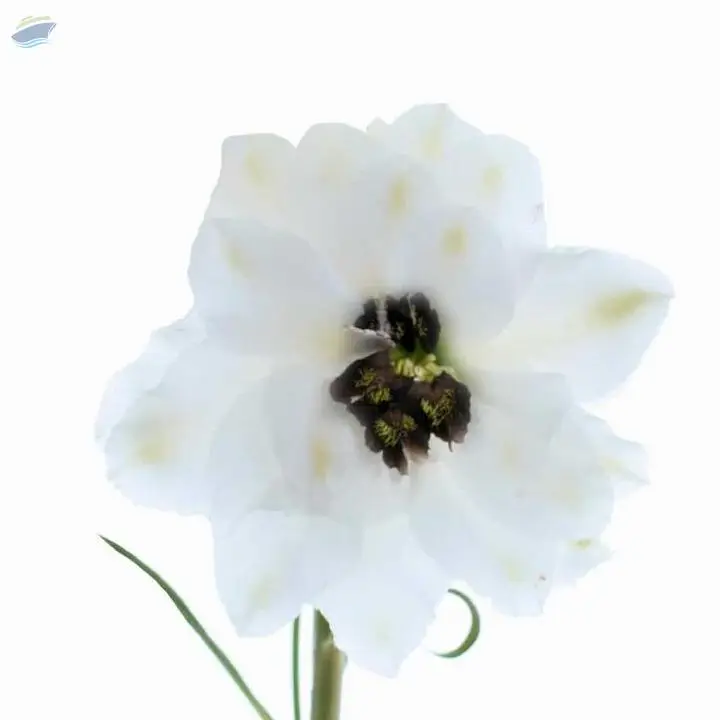 Dewi Spijker Flower