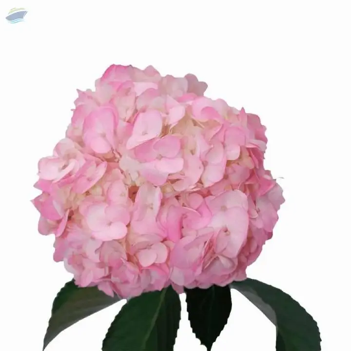 Dream Flower