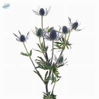 Eryngium Flower