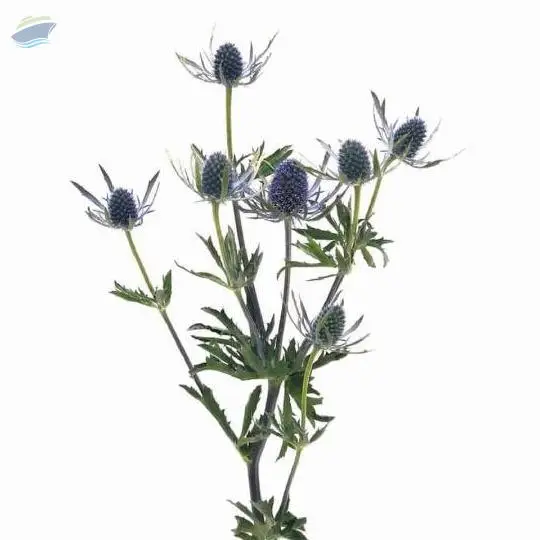 Eryngium Flower