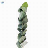 Eucalyptus