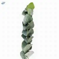 Eucalyptus