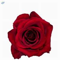 Ever Red Rose