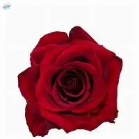Ever Red Rose