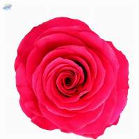 Hotspot Rose