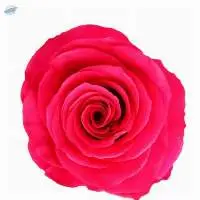 Hotspot Rose