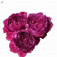 Julieta Cerise Rose