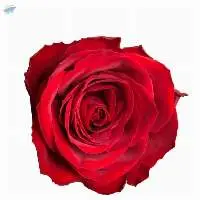 Madam Red Rose