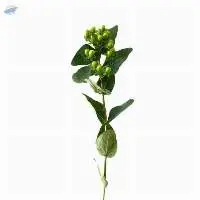 Magical Green Power Flower