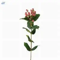 Magical Royal Princess Flowers