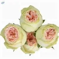 Pavlova Flower