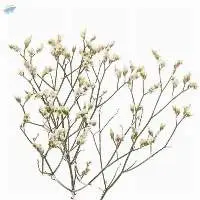Pinacolada Flowers