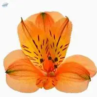 Pleasure Flower