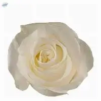 Proud Flowers