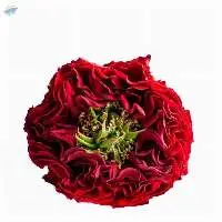 Red Eye Flowers