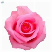 Revival Flowers