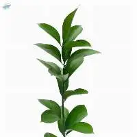 Ruscus Flowers
