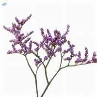 Safora Blue Flowers