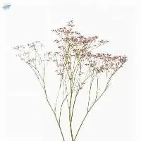 Safora Oshi Flowers