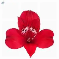 Santa Fe Flowers