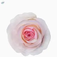 Senorita Flowers