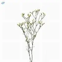 Sensy Yellow Flowers