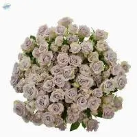 Silver Shadow Flowers