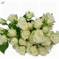 Snow Flake Flowers