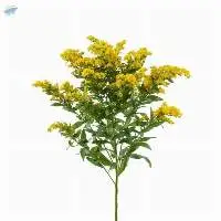 Solidago Flowers