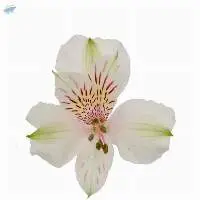 Spirit Flowers