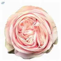 Swan Grace Flower
