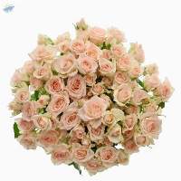 Sweet Sara Flowers