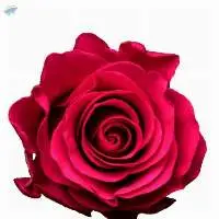 Tacazzi Flowers