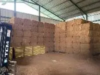 Coir Mattress Fiber / Coir Fiber