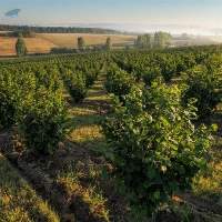 Organic Hazelnuts