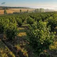 Organic Hazelnuts
