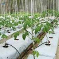 Grow Bags