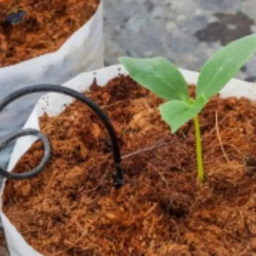 Coco Peat Bales