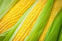 Yellow Maize