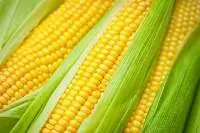 Yellow Maize