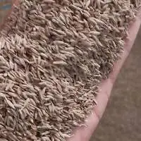 Cumin Seeds