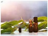 Natural Eucalyptus Oil Bulk Supply