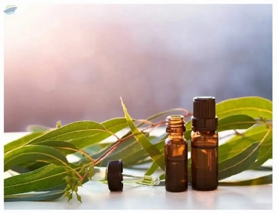 Natural Eucalyptus Oil Bulk Supply