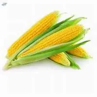 Corn