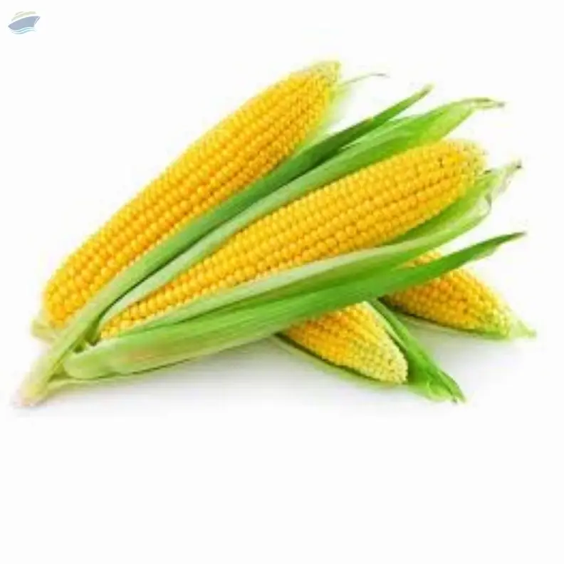 Corn